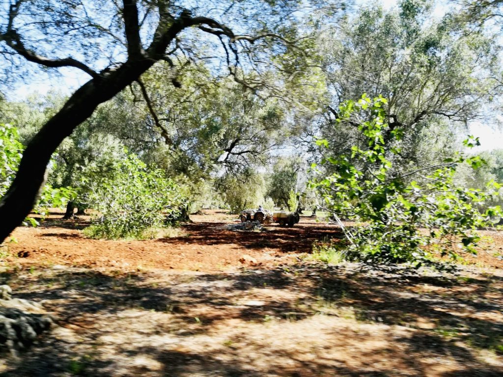 aiutiamo Maddalena Lo Martire a costruire la piscina per il suo agriturismo in Manduria